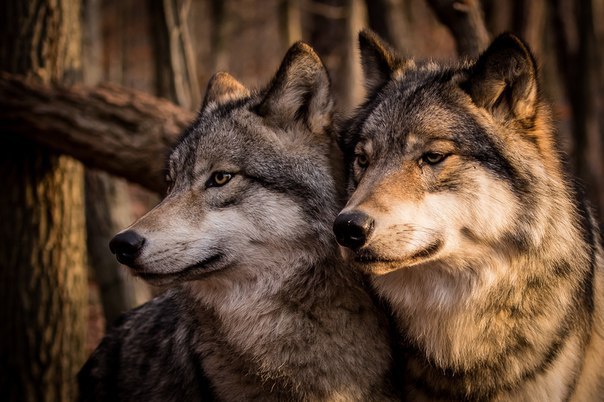 Волчьи повадки – что должен знать о них охотник