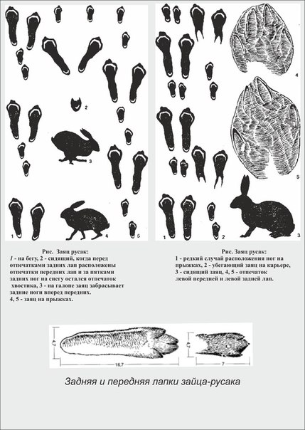 Заячьи следы