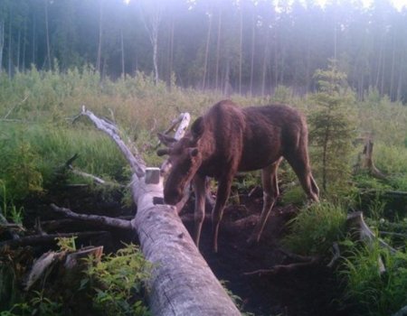 Секреты грамотного обустройства солонцов