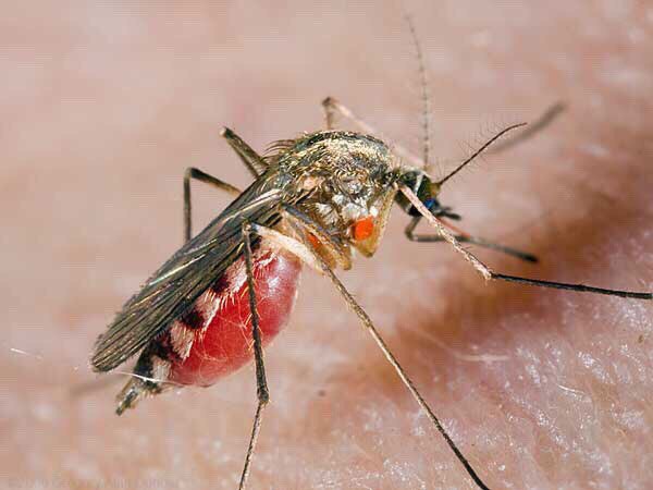 Нехитрые хитрости. Как бороться с комарами