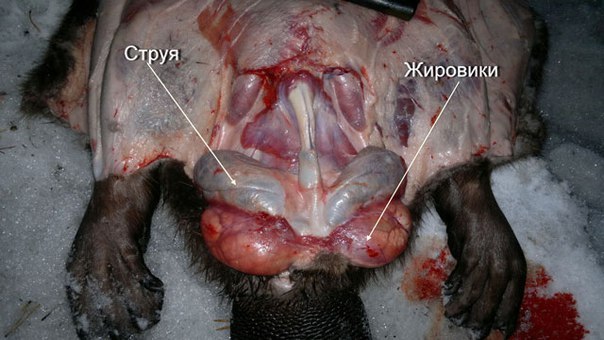 Струя бобра- применение, рецепт, инструкция